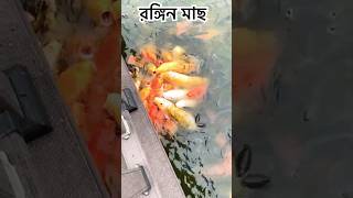 Color fish। রঙ্গিন মাছ । কালারফুল মাছ। [upl. by Ielarol735]