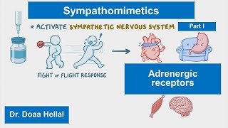 Sympathomimetics part I introduction adrenergic receptors [upl. by Annabela]