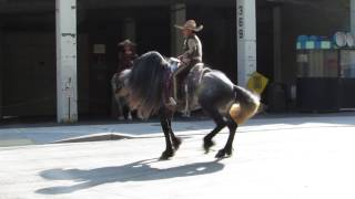 Horse with long mane waiting for the Torchlight Parade [upl. by Lener]