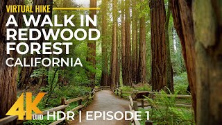 Hiking in Redwoods 4K HDR  Relaxing Forest Walk on Leiffer amp Ellsworth Trail California  Part 1 [upl. by Meri]