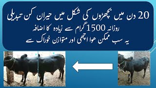 Amazing Feedlot Fattening in Gujranwala Pakistan feedlot animalnutrition bigbulls sahiwal [upl. by Delila]