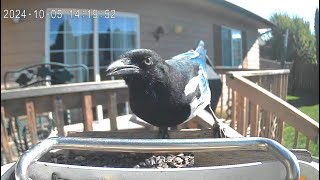 A Magpie Eating In The Sunshine [upl. by Christy]