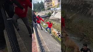 Kindhearted men formed a human chain to save a stray dog rescue dog kind [upl. by Yssor]