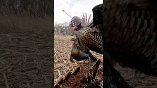 CRAZY Reverse Angle Turkey Archery Shot 🤯 turkey archery slowmotion decoy painting meat [upl. by Ennaeerb354]