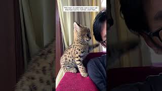 This man rescued a poor serval cat and then serval cat short [upl. by Namyaw]