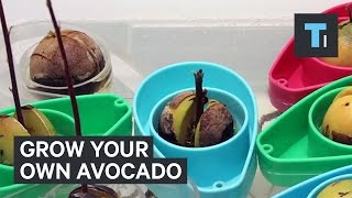 Growing your own avocados is surprisingly easy [upl. by Esnohpla832]