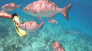 Snorkeling in the Florida Keys at Alligator Reef Lighthouse and Islamorada Sandbar turtle baracuda [upl. by Aleta]