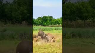 Bison vs Lion this super game is too fierce Animal combat power competition [upl. by Nogem949]