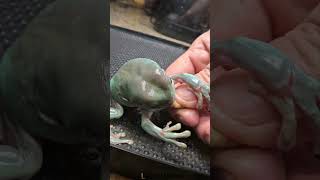 Green Tree Frog VS Superworm [upl. by Gladi]