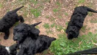 Barbet Puppies [upl. by Armahs564]