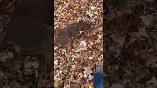 Dog’s Pure Joy Rolling in Fresh Fall Leaves 🍂🐶 Heartwarming Moment Caught on Camera puppy [upl. by Nnalorac812]