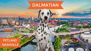 Dalmatian Breed Highlights [upl. by Alahsal]