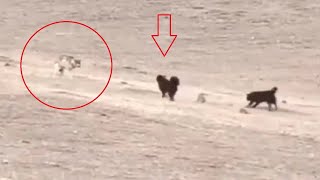 Tibetan mastiffs vs wolves leopards bears and lynx  Nonstop action [upl. by Tivad]