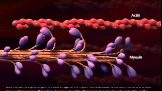 Muscle Contraction Process Molecular Mechanism [upl. by Casimir]