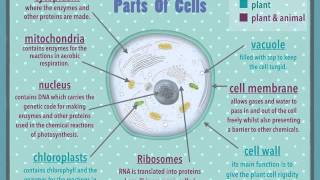 B4 GCSE ocr 21st century science [upl. by Harrington239]