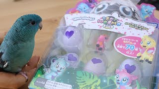 Hatchimals Colleggtibles Japan version [upl. by Esli284]