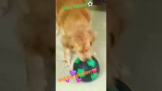 shorts viral youtubeshorts goldenretriever shorts feed [upl. by Edlyn]