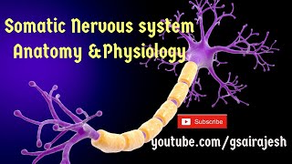 Somatic Nervous System  Anatomy amp Physiology  Voluntary control via Skeletal muscle [upl. by Devlen973]