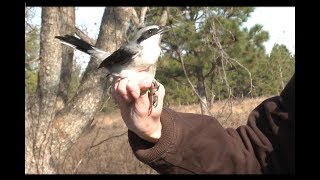 Loggerhead Shrike Bird Banding [upl. by Olivette384]