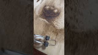 Pyrography Blending for realistic wood burning portraits pyrography woodburning dog howto [upl. by Ennagroeg]