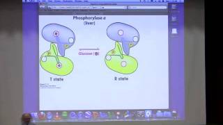 Kevin Aherns BiteSized Biochemistry 25  Glycogen Metabolism [upl. by Viridis]