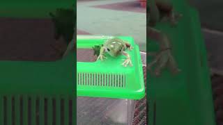 Tree frog eating cricket out of hand whites tree frog dumpy tree frog hand feeding adorable frog [upl. by Suilenroc249]