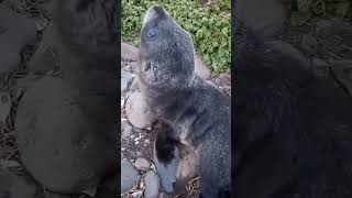 Guy comes across a curious baby fur seal on the Kerguelen Islands trending nature naturelovers [upl. by Wachter738]