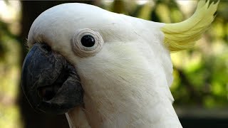 Cockatoo Calls  Cockatoo Sounds  Cockatoo Sound Effects [upl. by Mosa]