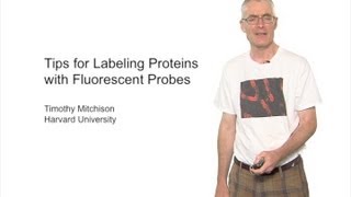 Microscopy Labeling Proteins with Fluorescent Probes Timothy Mitchison [upl. by Granlund]