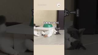 自ら難易度をあげていくスタイル｜PECO 猫 愛猫家 猫のいる暮らし 猫動画 cat catlover catlife catvideos [upl. by Yalhsa]