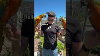 Macaws Just KEEP TALKING HELLO 👋 macaw parrots bird birds parrot talkingparrot [upl. by Halfon]