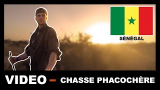 CHASSE A LAPPROCHE SUR PHACOCHERE  VOYAGE DE CHASSE AU SENEGAL  PARTIE 2 [upl. by Ainna]