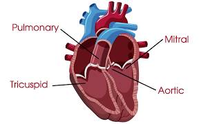 What are heart valves and heart valve disease [upl. by Uyr]