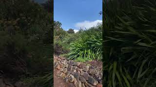 ❤️Kirsenbosch National Botanical Garden travel capetowntourism africancity nature [upl. by Tenom]