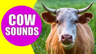 COW SOUNDS  Learn Animals with Kiddopedia Shorts [upl. by Notfa137]