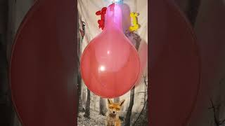 Which Pops First Red Cattex 16 Inch Balloon with White Belbal 12 Inch Inside balloonpop balloon [upl. by Dud]