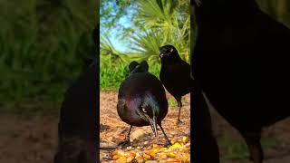 Common Grackle and Mourning Dove Eating shortvideo dove birdeating [upl. by Regine412]