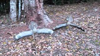 Curlews in Breeding Season [upl. by Darton646]