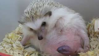 Hedgehog giving birth 刺猬 生產 生仔 [upl. by Ekaj]