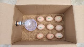 How to make a home incubator at home from a paper box [upl. by Robbins21]