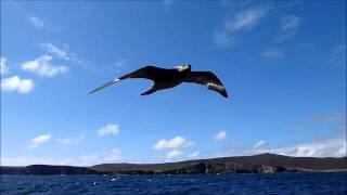 Fulmar juvenile flying alongside boat [upl. by Fisk]