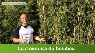 La croissance du bambou [upl. by Enomaj756]