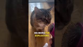 Best Slicker Brush for Cats amp Small Dogs  Hartz Groomers Best Review [upl. by Maryly]