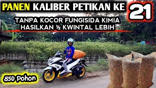 🔴 PANEN KE 21 HASILKAN ½ KWINTAL LEBIH infopertaniancabe [upl. by Obediah]