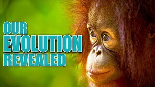 PRIMATES  Our EVOLUTION Revealed  Short Documentary [upl. by Hamo]