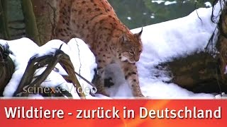 Luchs Bär Wolf amp Co Wildtiere  zurück in Deutschland  scinexxde [upl. by Gowon]