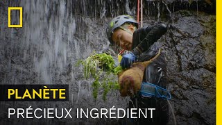 Descente en rappel pour récolter du cresson poivré au milieu dune cascade [upl. by Latsyc]