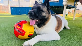 Akitas Joyful Play with His Favorite Ball in Nature  Akita Playing [upl. by Ilona]