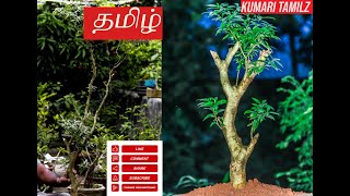 நந்தியார் வட்டம்  Nandyarvattam  Bonsai DIY  First ever Tutorial in Tamil [upl. by Nospmis822]