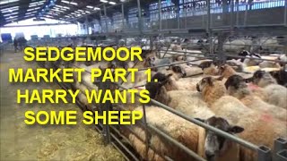 SEDGEMOOR MARKET PART 1 HARRY WANTS SOME SHEEP [upl. by Sumahs]